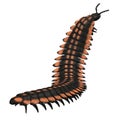 Arthropleura Invertebrate