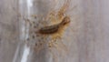 The arthropod animal is an ordinary flycatcher latin scutigera coleoptrata - a centipede from the order scutigeromorpha.