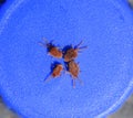 Arthropod mites on a blue background. Close up macro Red velvet Royalty Free Stock Photo