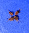 Arthropod mites on a blue background. Close up macro Red velvet