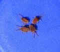 Arthropod mites on a blue background. Close up macro Red velvet Royalty Free Stock Photo