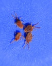 Arthropod mites on a blue background. Close up macro Red velvet Royalty Free Stock Photo