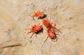 Arthropod mites on the ground. Close up macro Red velvet mite or