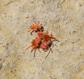 Arthropod mites on the ground. Close up macro Red velvet mite or Royalty Free Stock Photo