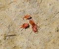 Arthropod mites on the ground. Close up macro Red velvet mite or Royalty Free Stock Photo