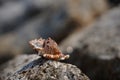 An arthropod shell rests on a rocky surface in macro photography