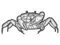 Arthropoda crab. Sketch scratch board imitation. Black and white. Royalty Free Stock Photo