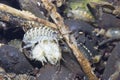 Arthropoda Gammarus pulex underwater photography Royalty Free Stock Photo