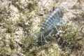 Arthropoda Gammarus pulex underwater photography Royalty Free Stock Photo