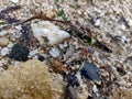 Arthropoda java beach