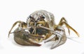 Arthropods crustaceans cancer