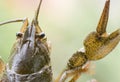 Arthropods crustaceans cancer