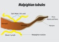 Arthropods excretory tubules vector illustration labeled diagram