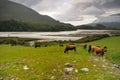 Arthur's Pass after the storm Royalty Free Stock Photo