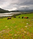 Arthur's Pass after the storm Royalty Free Stock Photo