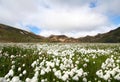 Artic cotton and coloured mountains Royalty Free Stock Photo