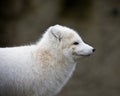 Artic fox Royalty Free Stock Photo