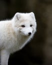 Artic fox Royalty Free Stock Photo