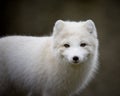 Artic fox Royalty Free Stock Photo