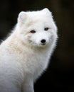 Artic fox Royalty Free Stock Photo