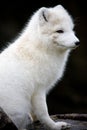 Artic fox Royalty Free Stock Photo