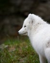 Artic fox Royalty Free Stock Photo