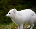 Artic fox Royalty Free Stock Photo