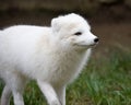 Artic fox Royalty Free Stock Photo
