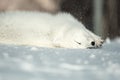 Artic Fox playing in the snow