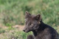 Artic fox , Western fjords, Iceland