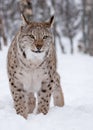 Artic Lynx