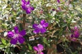 Tibouchina or princess flowers or Brazilian spider plant, 