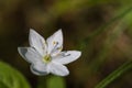 Artic Starflower close up Royalty Free Stock Photo