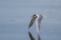 Artic tern Royalty Free Stock Photo