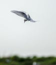 Artic tern Royalty Free Stock Photo