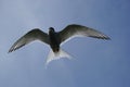 Artic Tern Royalty Free Stock Photo