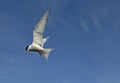 Artic Tern Royalty Free Stock Photo