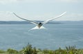 Artic Tern in flight. Royalty Free Stock Photo