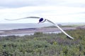 Artic Tern in Flight. Royalty Free Stock Photo