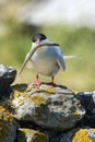 Artic Tern with Sand eel Royalty Free Stock Photo