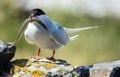 Artic Tern with Sand eel Royalty Free Stock Photo