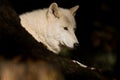 Artic wolf Royalty Free Stock Photo