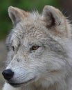 Artic Wolf Royalty Free Stock Photo