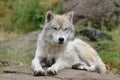 Artic wolf Royalty Free Stock Photo