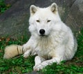 Artic Wolf 2 Royalty Free Stock Photo