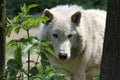 Artic wolf Royalty Free Stock Photo