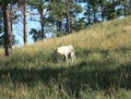 Artic Wolf at Bear Country Royalty Free Stock Photo