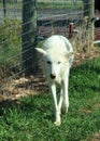 Artic Wolf at Bear Country Royalty Free Stock Photo