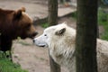 Artic wolf and brown bear