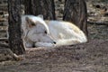 Artic Wolf Royalty Free Stock Photo